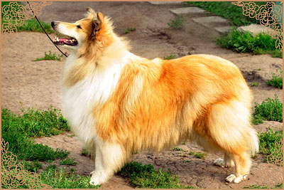 Amalie She`s In Love Amalie She`s In Love