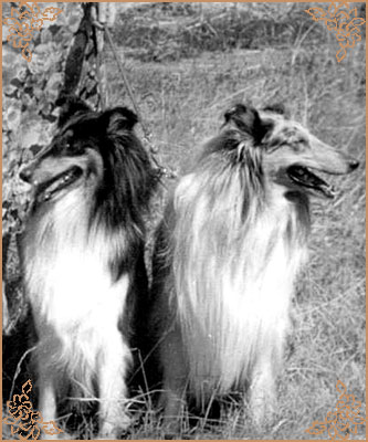 Blackmaid ze Zlate Jalny