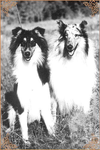 Blackmaid ze Zlate Jalny