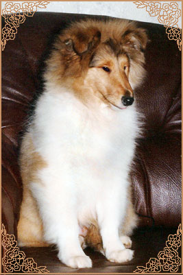 Brilyn Designer Image Brilyn Designer Image
