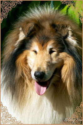 Brilyn Designer Image Brilyn Designer Image