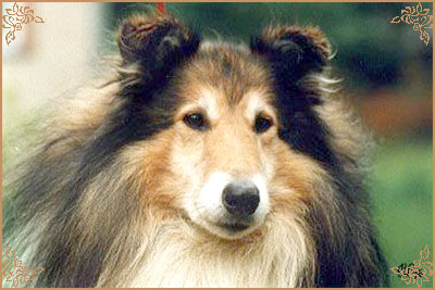 Copper van het Aards Paradijs