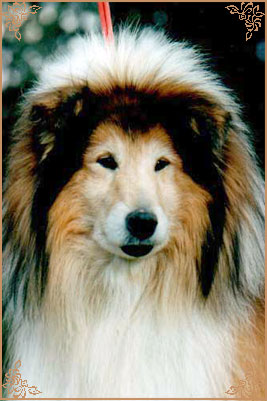 Dolen Double Brandy at Brilyn