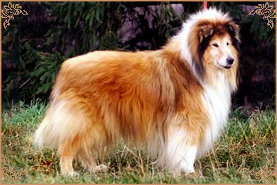 Dolen Double Brandy at Brilyn