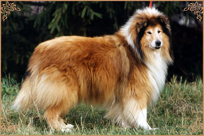 Dolen Double Brandy at Brilyn