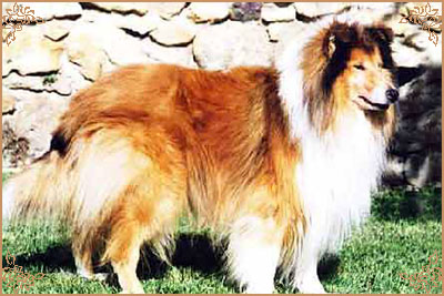 Dolen Double Brandy at Brilyn