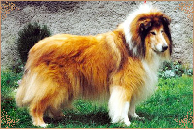 Dolen Double Brandy at Brilyn