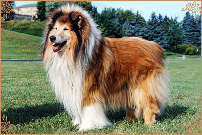 Dolen Double Brandy at Brilyn