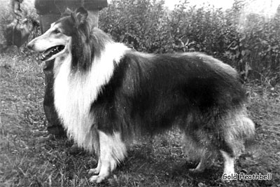 James vom Cornelia-Hof