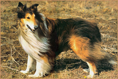 James vom Cornelia-Hof