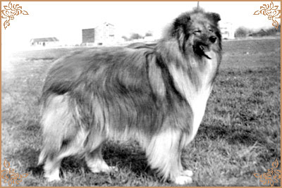 Jerry Gold Hanacka Perla