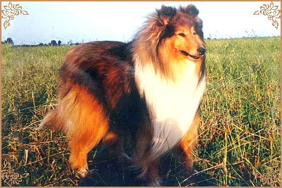 Jerry Gold Hanacka Perla