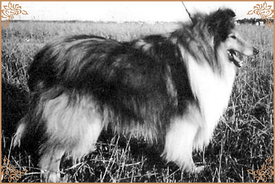 Jerry Gold Hanacka Perla