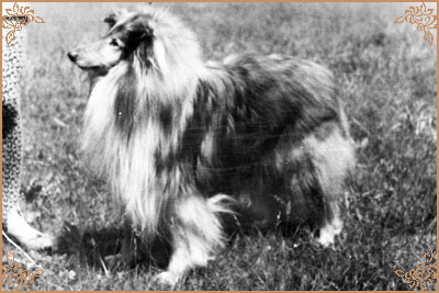 Jerry Gold Hanacka Perla