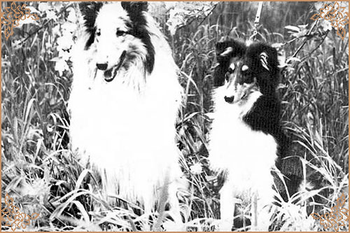 Blackmaid ze Zlate Jalny