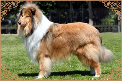Nyitramenti D`Artagnan