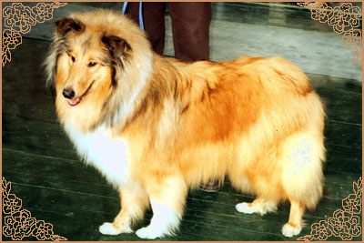 Nyitramenti Zlata at Hawkswood