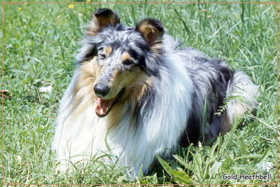 Lucky Star Silver Friskylad Heathbell Lucky Star Silver Friskylad Heathbell