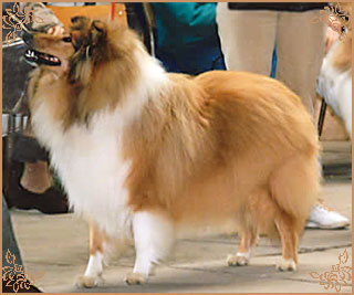 Abbeywater Faberge at Evad, Crufts Winners