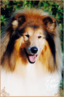 Abbeywater Faberge at Evad, Crufts Winners