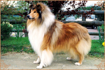 Abbeywater Faberge at Evad, Crufts Winners
