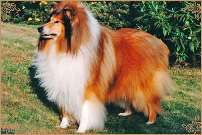 Abbeywater Faberge at Evad, Crufts Winners