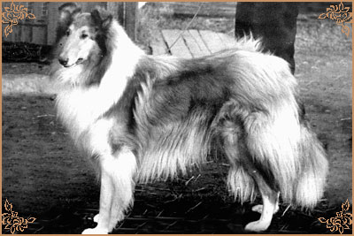 Alexander of Arcot