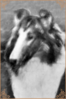 Alphington Diamond King