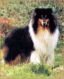Amalie Black On Top with Cambiano