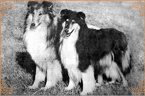 Antoc April Love, Crufts Winners