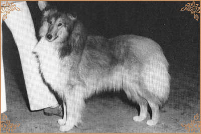 Antoc April Love Antoc April Love, Crufts Winners