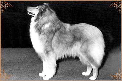 Antoc April Love, Crufts Winners