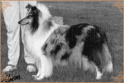 Antoc Crystal Rainbow, Crufts Winners