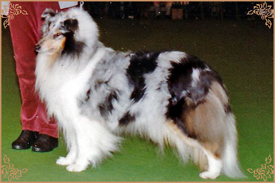 Antoc Crystal Rainbow, Crufts Winners