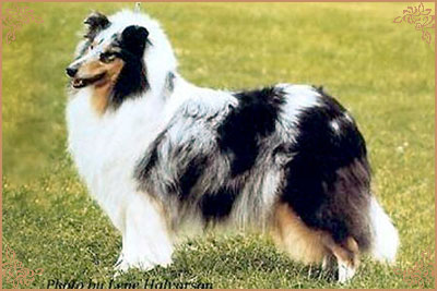 Antoc Crystal Rainbow, Crufts Winners