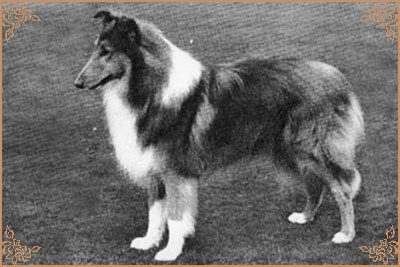 Antoc Vicar Of Bray, Crufts Winners