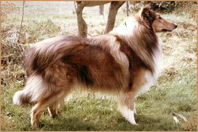 Antoc Vicar of Bray Antoc Vicar of Bray, Crufts Winners