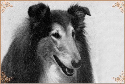 Antoc Vicar Of Bray, Crufts Winners