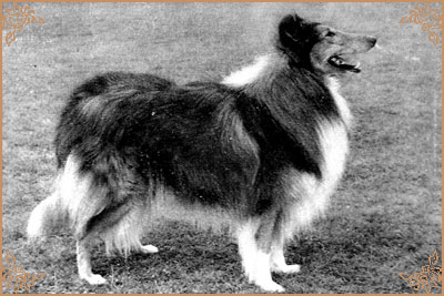 Antoc Vicar Of Bray, Crufts Winners