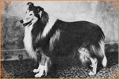 Antoc Vicar Of Bray, Crufts Winners