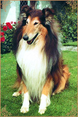 Antoc Vicar Of Bray, Crufts Winners