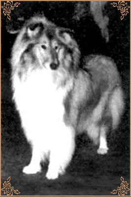 Arcot Anna Jane, Crufts Winners