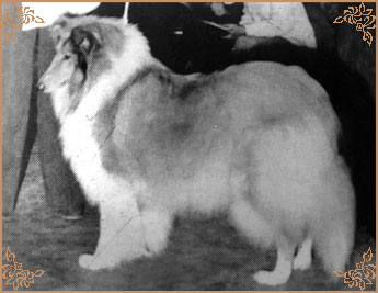Arcot Anna Jane Arcot Anna Jane, Crufts Winners