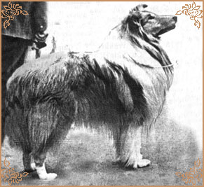 Arranbrook Mr Chips of Aberhill, Crufts Winners
