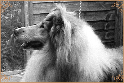 Arranbrook Mr Chips of Aberhill, Crufts Winners