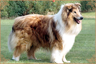 Arranbrook Mr Chips of Aberhill Arranbrook Mr Chips of Aberhill, Crufts Winners