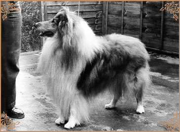 Arranbrook Mr Chips of Aberhill, Crufts Winners