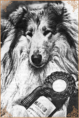 Arranbrook Mr Chips of Aberhill, Crufts Winners