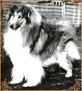 Arranbrook Mr Chips of Aberhill, Crufts Winners