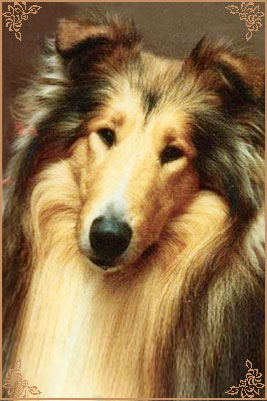 Arranbrook Mr Chips of Aberhill, Crufts Winners
